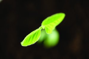 高防DNS域名解析常见误区澄清